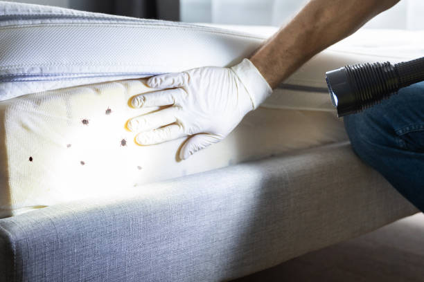 Best Wasp Removal Services  in Village Green, NY