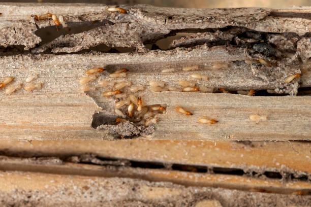 Best Emergency Pest Control  in Village Green, NY