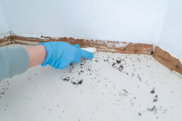 Best Local Pest Control Services  in Village Green, NY
